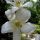 שושן צחור - Lilium candidum