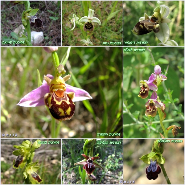 page_ophrys