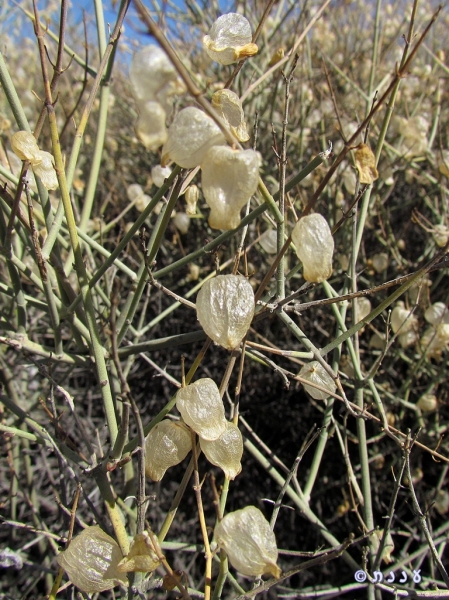 Scutellaria mexicana02