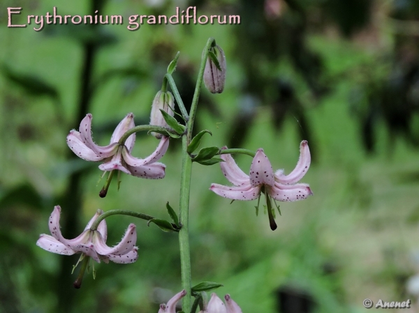 Lily_Erythronium_grandiflorum