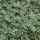 אמברוסיה מכונסת - Ambrosia confertiflora