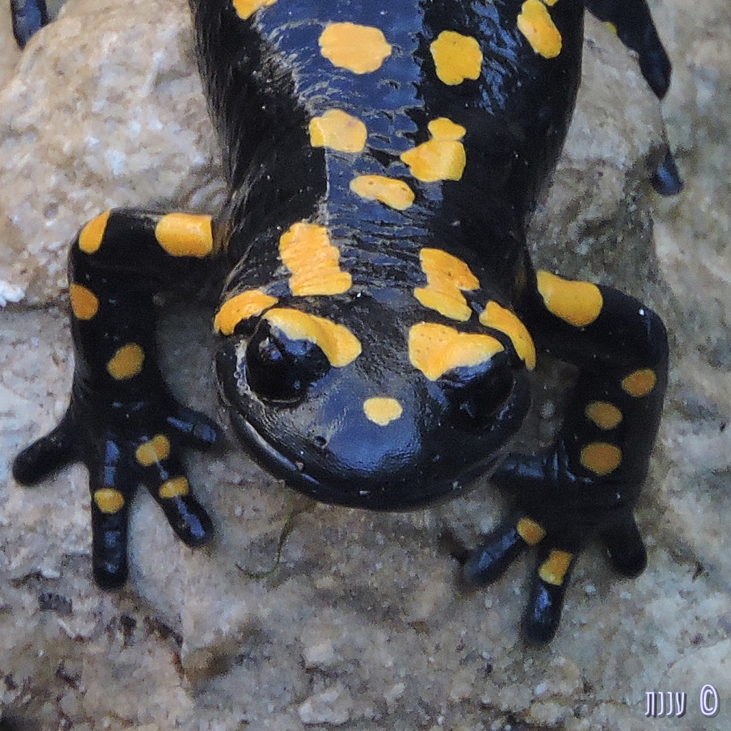 סלמנדרה כתומה – Salamandra salamandra